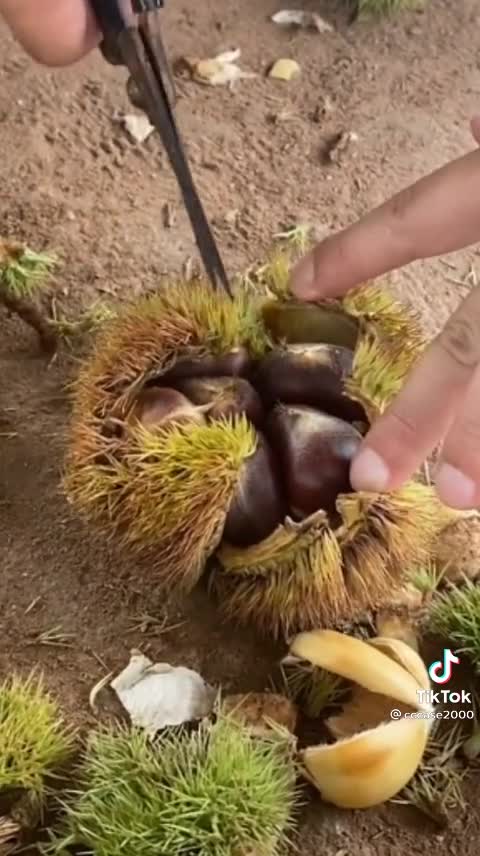 Vegetable and fruits
