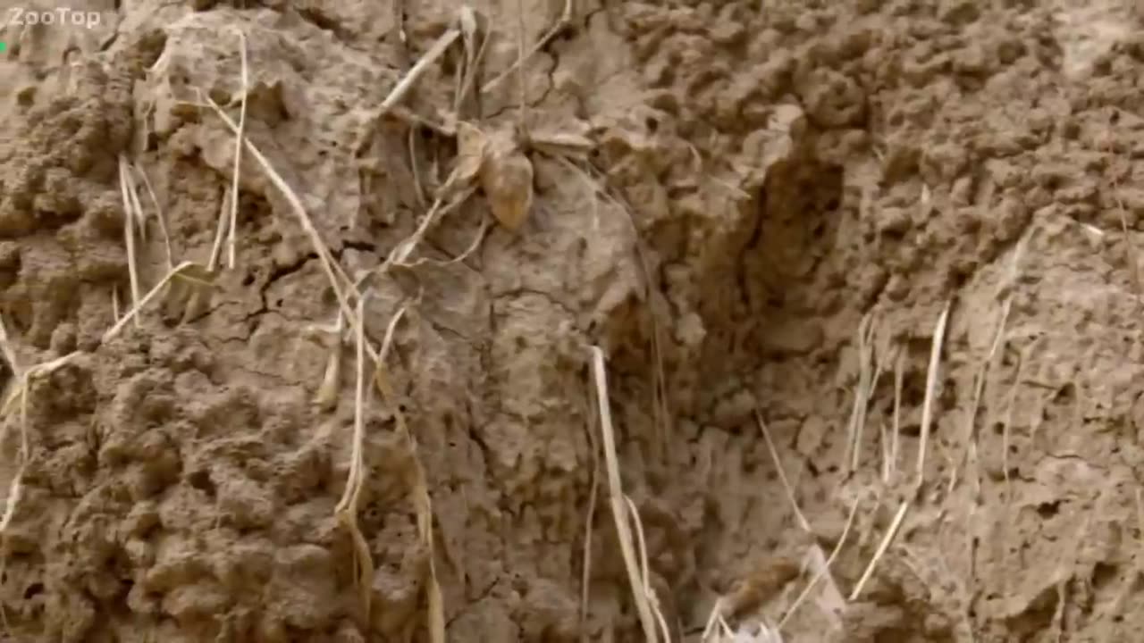 Termite Colony vs Ant Army!