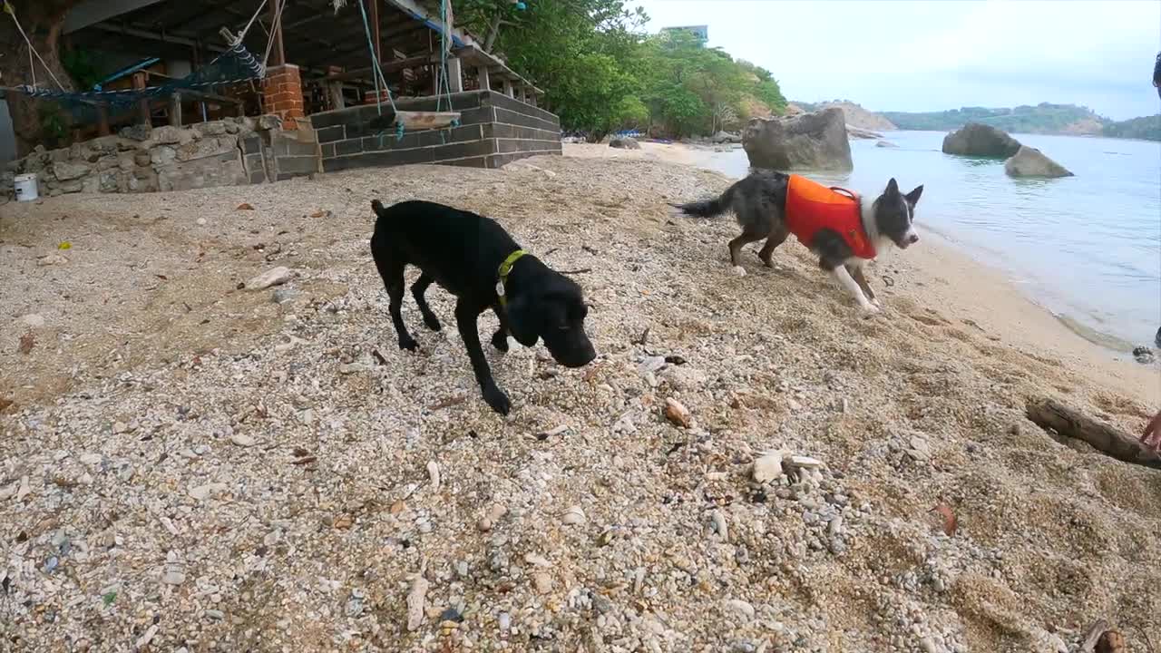 Cute Swimming Border Collie, Ao Sane beach in Phuket, Thailand Archie The Border Collie Puppy