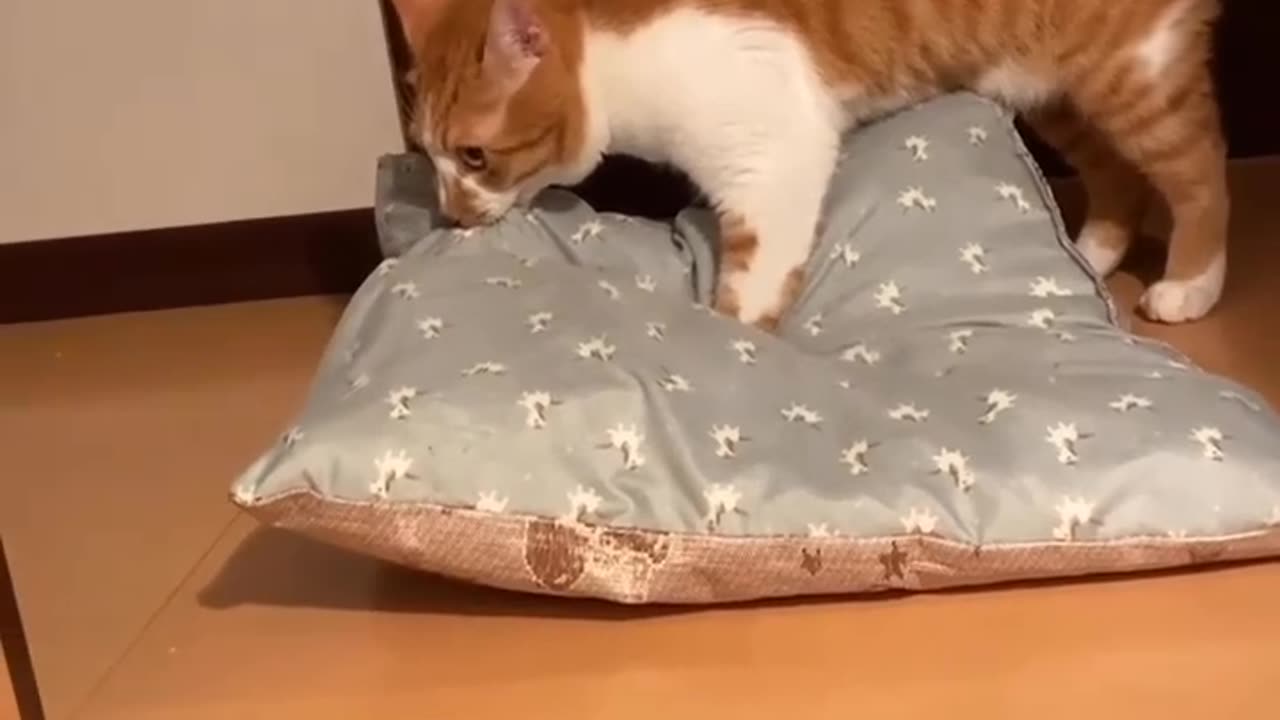 Cat Doing Its Work Like Baby