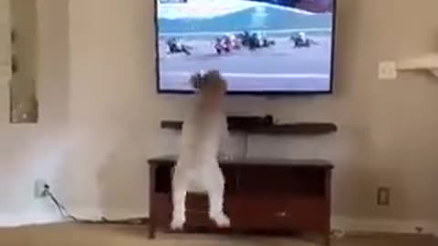 Omy god the dog enjoying the sports