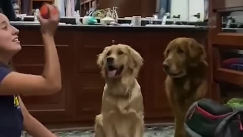 Hilarious Dog Mesmerized By Ball Trick!