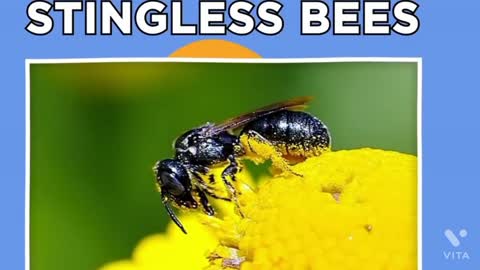 bees die after stinging to you || डंक मारने से मधुमक्खियां क्यों मर जाती हैं