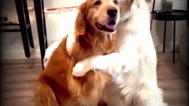 Baby Dogs - Cute and Funny Dog Videos Compilation #shorts