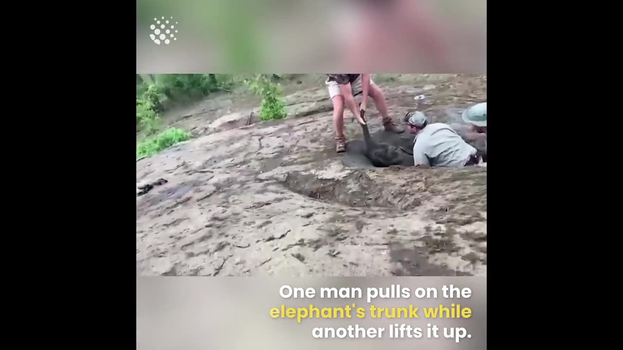 Baby Elephant gets stuck in massive hole and four men come to the rescue