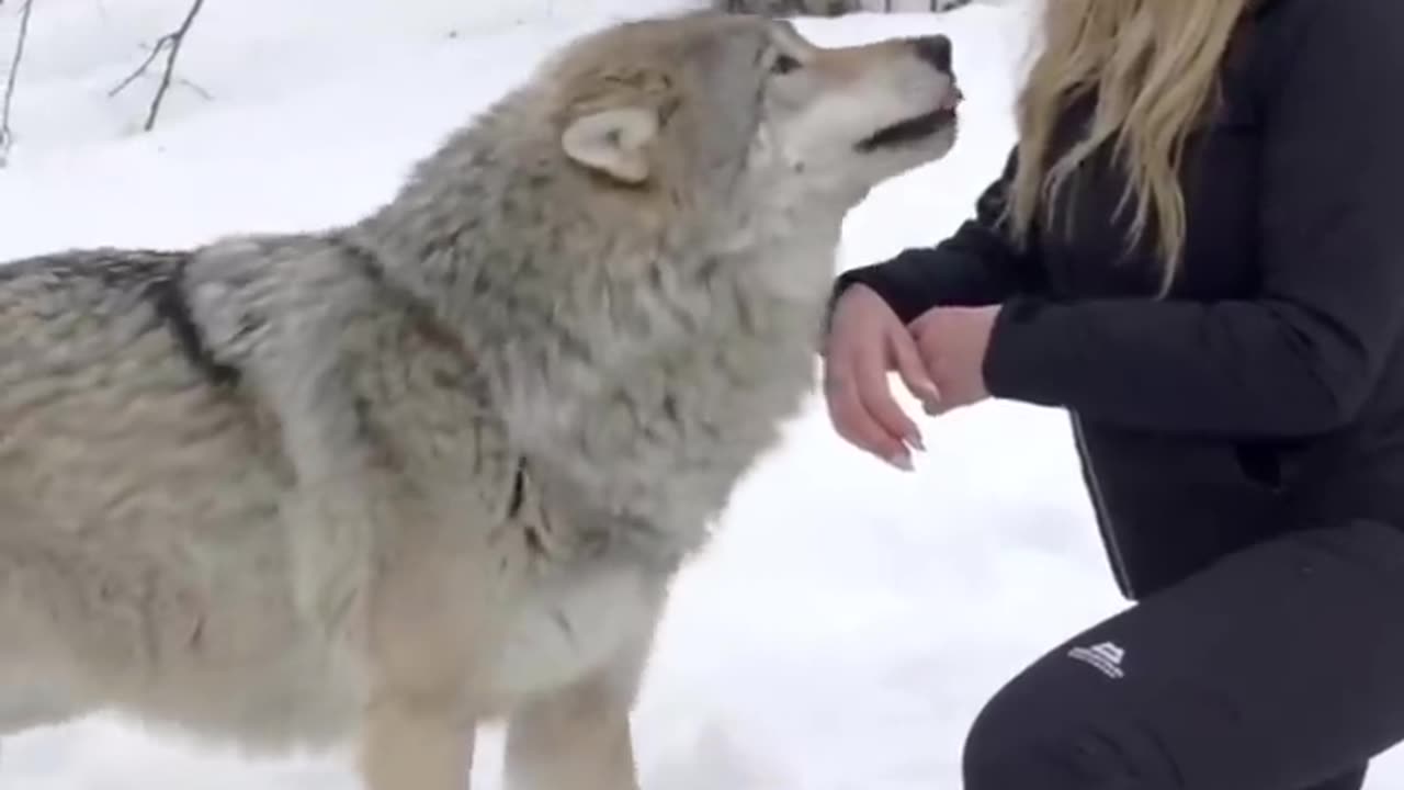 GIRL HOWLS WITH GIANT WOLVES