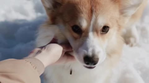 Cute and funny puppies