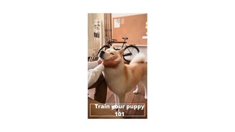 Train your puppy 101