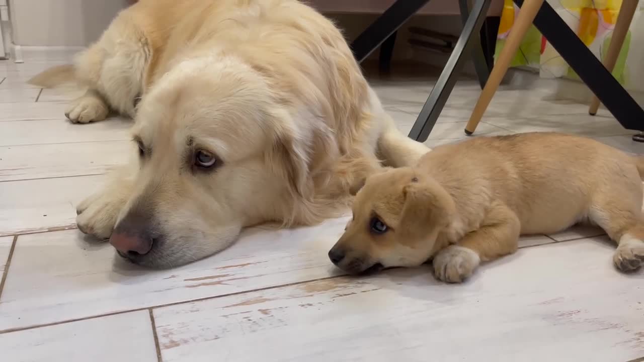 Puppy Confused that Golden Retriever hates kisses