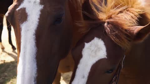 Horses Foal Animal Mother Young Equine Mammal