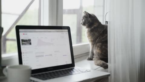 ATTENTION, cat monitors Day Trade actions