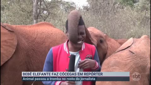 Bebê elefante faz cócegas em repórter durante reportagem