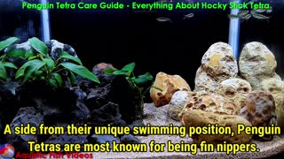 Penguin Tetra Care Guide - Everything About Hocky Stick Tetra