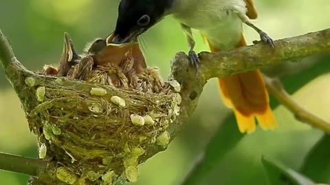 New born bird