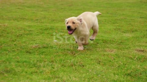 Lovely puppy labrador running