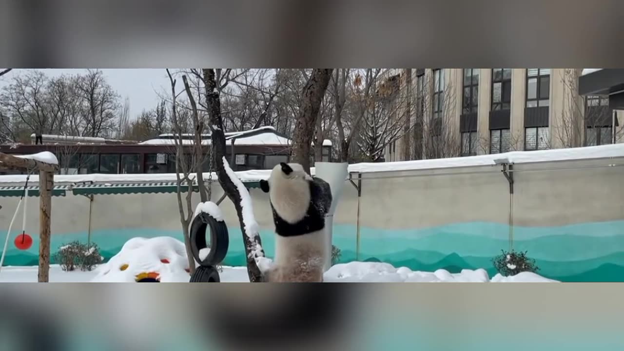 Panda🐼
