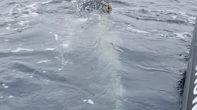 Whale Mugging Happens for First Time Whale Watchers