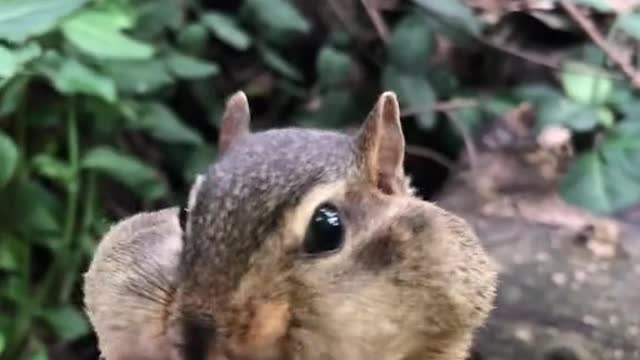 SpongeBob packing his bags