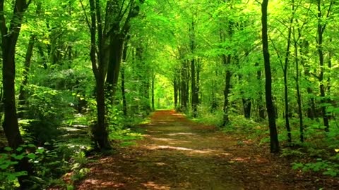 Relaxing Music | Sleeping, Meditation, Stress Relief | [1320] ⭐️