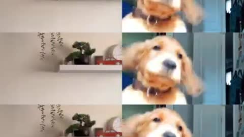 cute dog dance