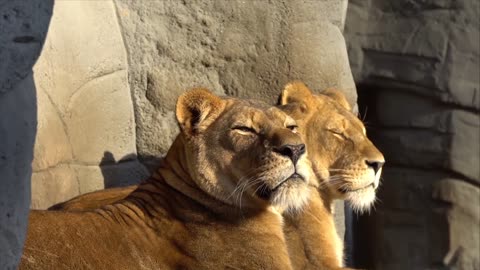 two lionesses chilling on the sunshine