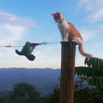 gato vs arara no poste