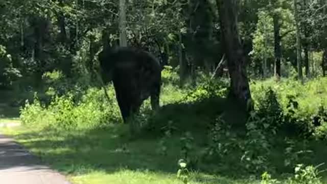 Elephant attacing a car at negorahole tiger reserve