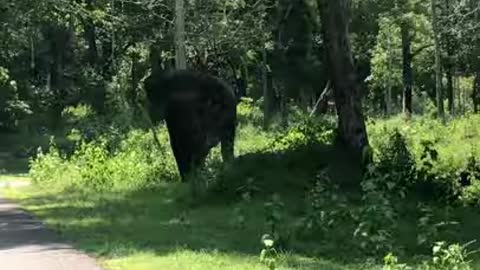 Elephant attacing a car at negorahole tiger reserve