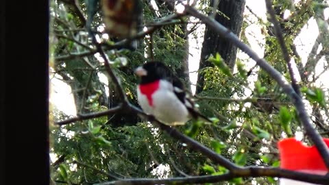 Rose-breasted Grosbeak