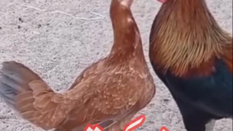 Hen funny video