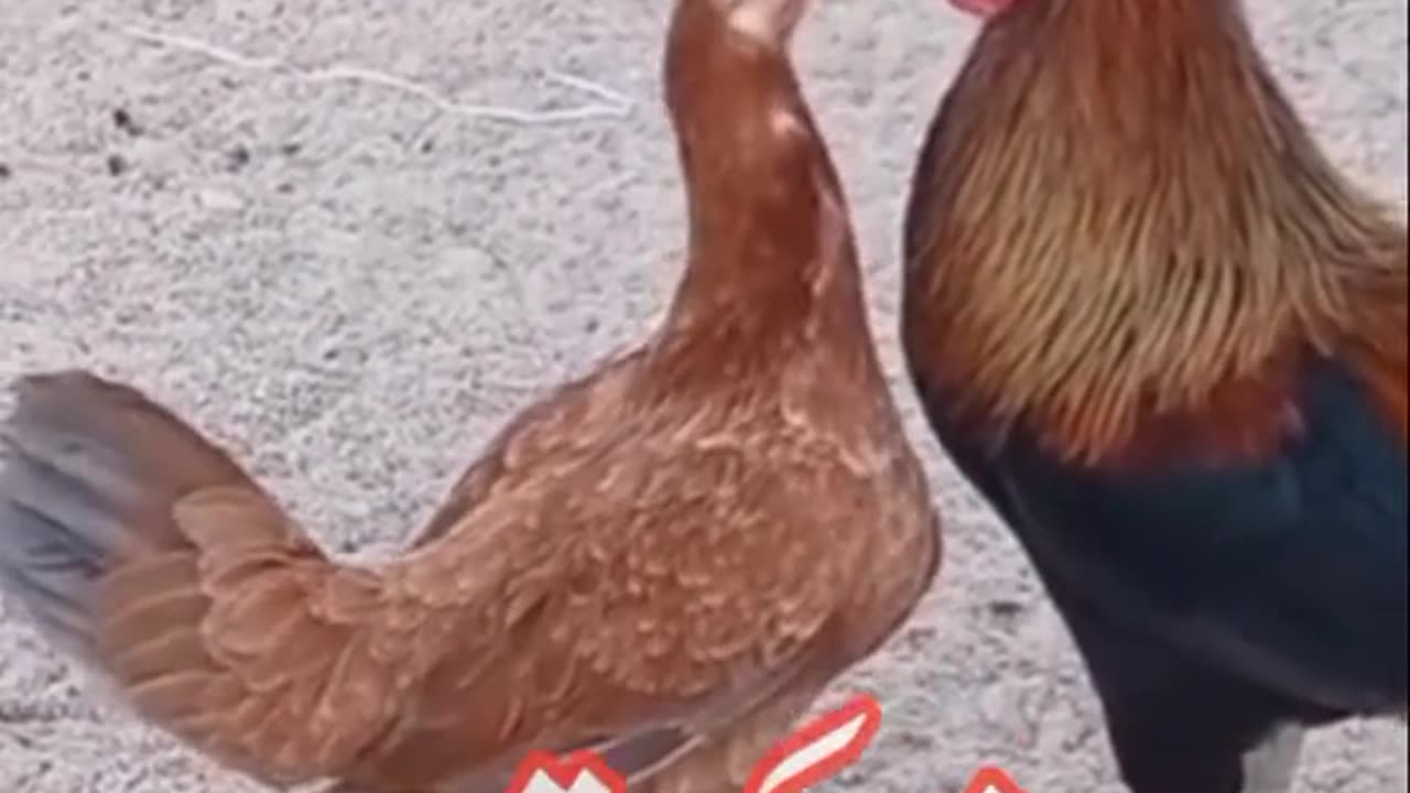 Hen funny video