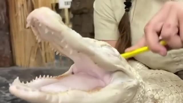 Coconut the albino gator loves her spa day like no other