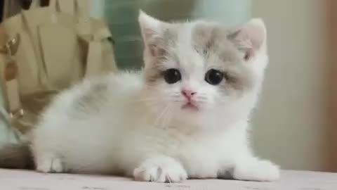 Cute Cat 😍😺