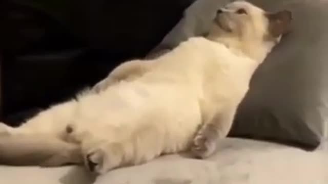 Today and work and rest cat