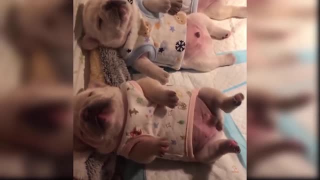 Baby Dogs: 15 Funniest and Cutest Dog Videos | Aww Animals