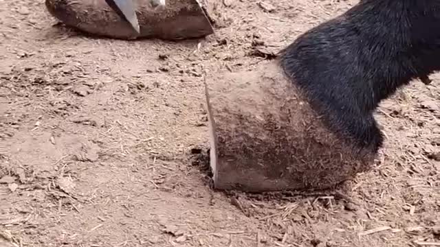 The donkey's toenails are so long that it affects his normal walking.