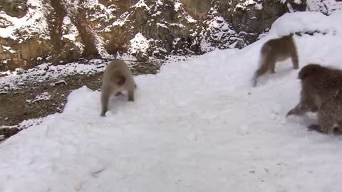 Macaque playing snowball