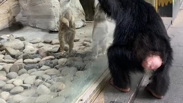 What did the curious baby see