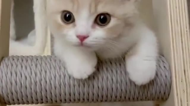 Funny cats lovers - cute kitten #7