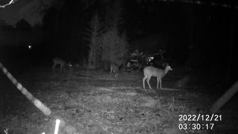 12/21/22 DEER