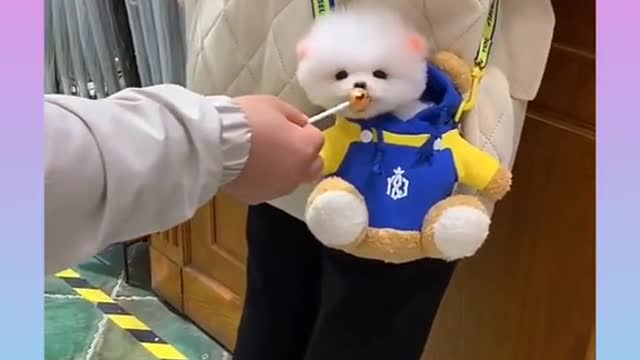 cute dog video