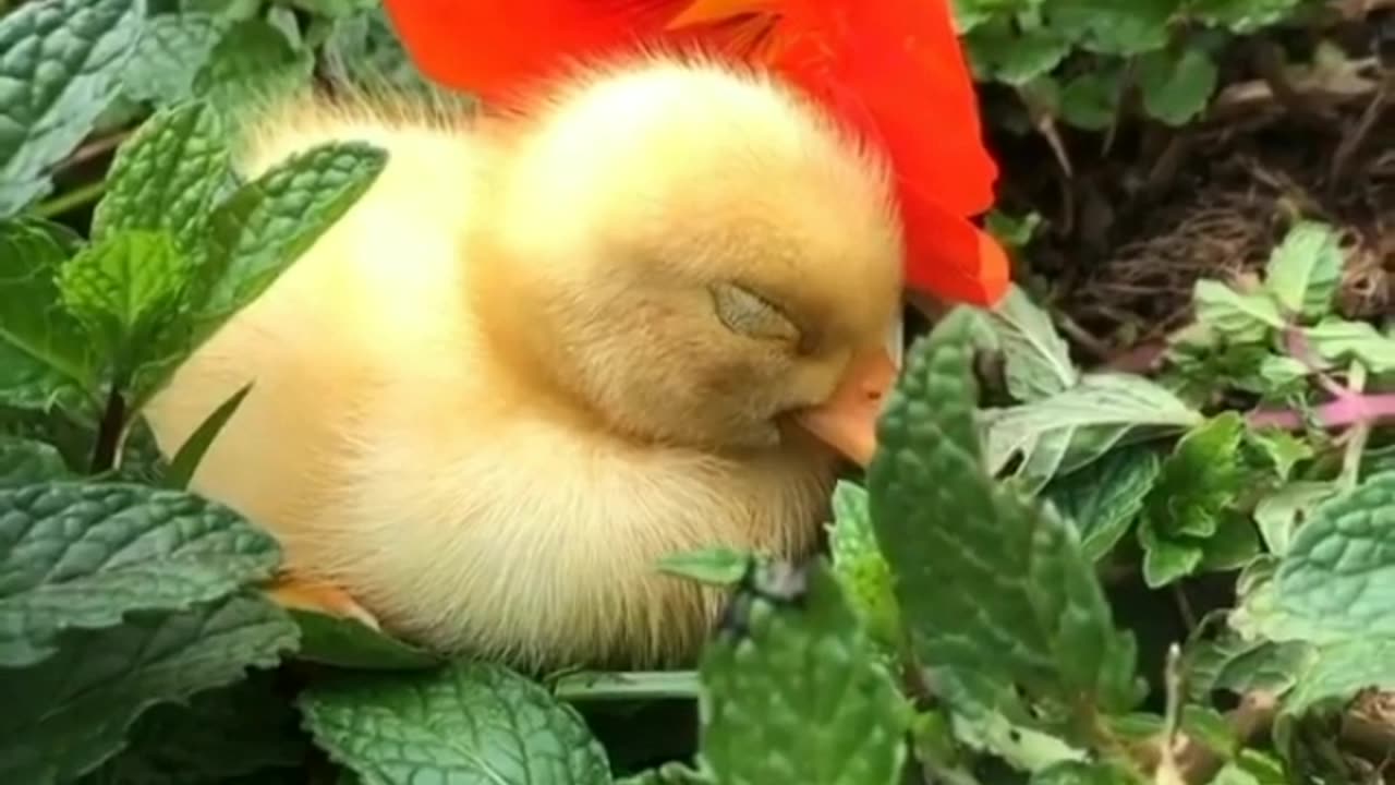 cute duckling sleeping