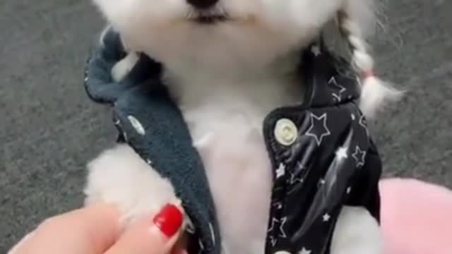 super funny dog video