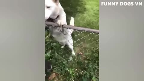 Funniest Animals Video - Funny Dogs And Cats - Try Not To Laugh Animals 2022