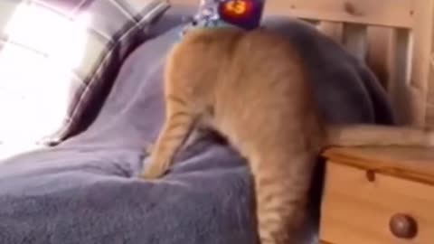 Cat funny video