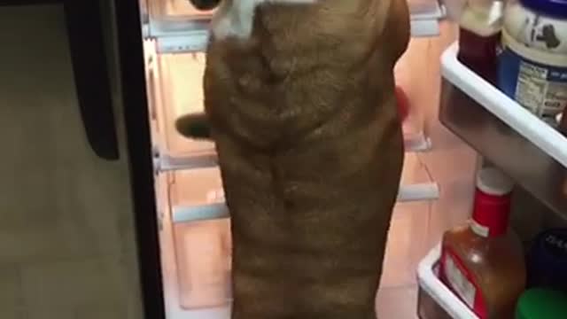 Gerald the bulldog pulls food out of the refrigerator