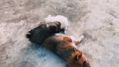 Viral cute dog funny moments with cute girl hot