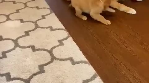 Golden retriever dogs meets puppies