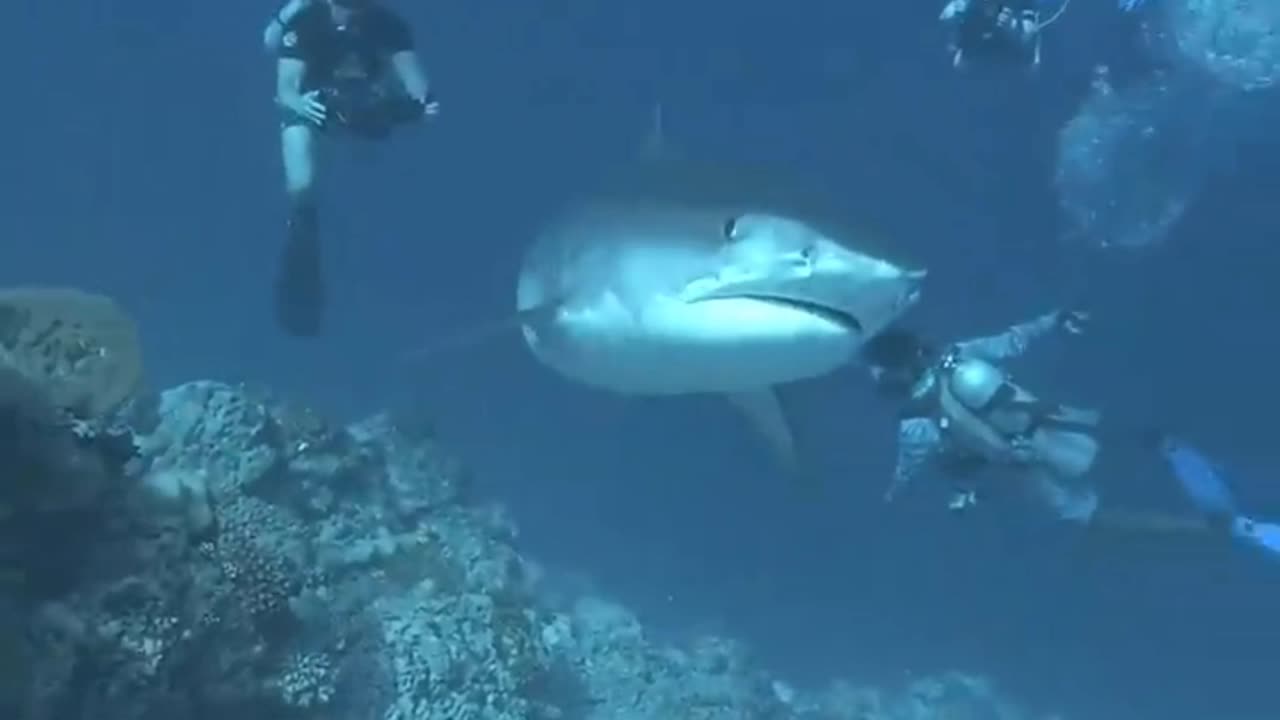 Wow, the camera shook in front of the shark 😱