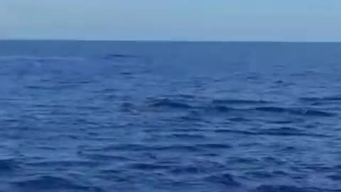 Melihat lumba-lumba di laut l